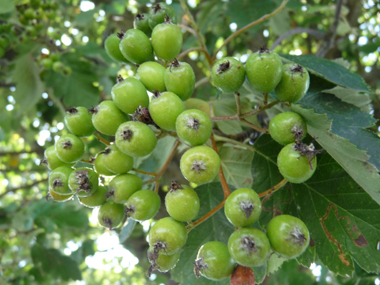 Fruits rouges à bruns à maturité, longs d'un centimètre. Agrandir dans une nouvelle fenêtre ou onglet)