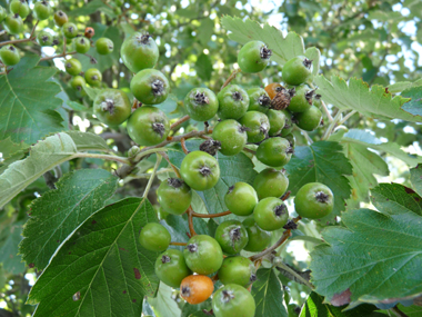 Fruits rouges à bruns à maturité, longs d'un centimètre. Agrandir dans une nouvelle fenêtre ou onglet)