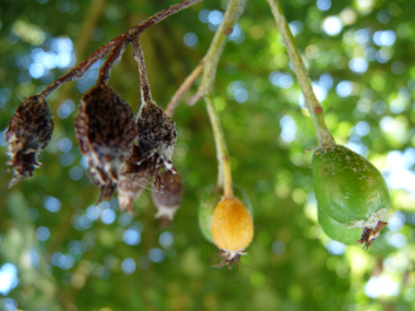 Fruits rouges à bruns à maturité, longs d'un centimètre. Agrandir dans une nouvelle fenêtre ou onglet)