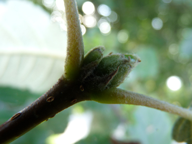 Bourgeons verts duveteux. Agrandir dans une nouvelle fenêtre (ou onglet)