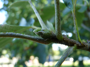 Bourgeons verts duveteux. Agrandir dans une nouvelle fenêtre (ou onglet)