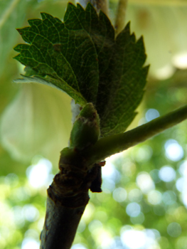 Bourgeons verts duveteux. Agrandir dans une nouvelle fenêtre (ou onglet)