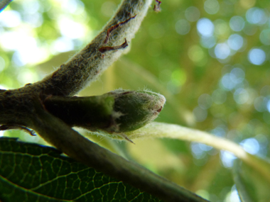 Bourgeons verts duveteux. Agrandir dans une nouvelle fenêtre (ou onglet)