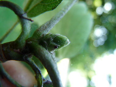 Bourgeons verts duveteux. Agrandir dans une nouvelle fenêtre (ou onglet)