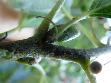 Bourgeons verts duveteux. Agrandir dans une nouvelle fenêtre (ou onglet)