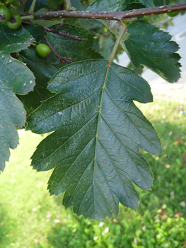 Feuilles verts brillants au dessus dont les limbes sont élargis et souvent tronqués à la base et les sinus ouverts. Agrandir dans une nouvelle fenêtre (ou onglet)