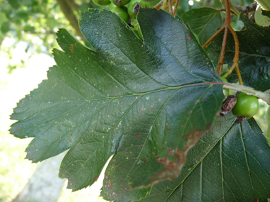 Feuilles verts brillants au dessus dont les limbes sont élargis et souvent tronqués à la base et les sinus ouverts. Agrandir dans une nouvelle fenêtre (ou onglet)