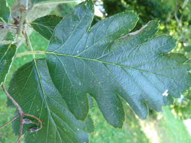 Feuilles verts brillants au dessus dont les limbes sont élargis et souvent tronqués à la base et les sinus ouverts. Agrandir dans une nouvelle fenêtre (ou onglet)