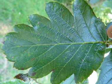 Feuilles verts brillants au dessus dont les limbes sont élargis et souvent tronqués à la base et les sinus ouverts. Agrandir dans une nouvelle fenêtre (ou onglet)