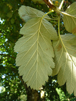 Face inférieure des feuilles généralement velue. Agrandir dans une nouvelle fenêtre (ou onglet)