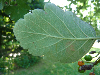 Face inférieure des feuilles généralement velue. Agrandir dans une nouvelle fenêtre (ou onglet)