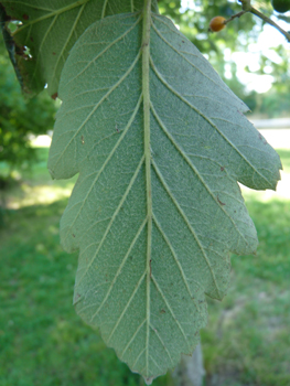 Face inférieure des feuilles généralement velue. Agrandir dans une nouvelle fenêtre (ou onglet)