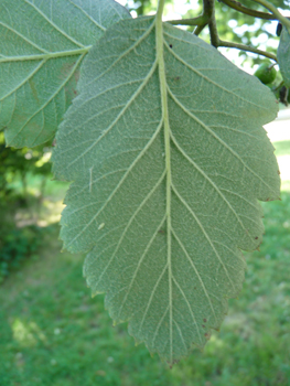 Face inférieure des feuilles généralement velue. Agrandir dans une nouvelle fenêtre (ou onglet)