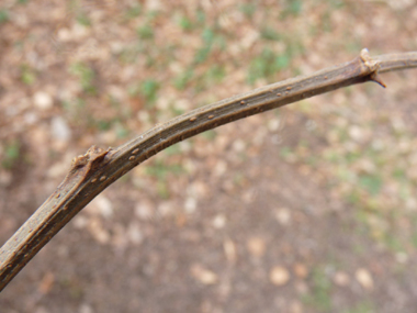 Rameaux épineux à la base des autres rameaux et des feuilles. Agrandir dans une nouvelle fenêtre (ou onglet)