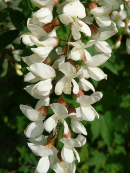 Fleurs blanches et agréablement odorantes, se présentant sous forme de grappes pendantes. Agrandir dans une nouvelle fenêtre (ou onglet)