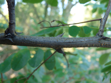 Rameaux épineux à la base des autres rameaux et des feuilles. Agrandir dans une nouvelle fenêtre (ou onglet)