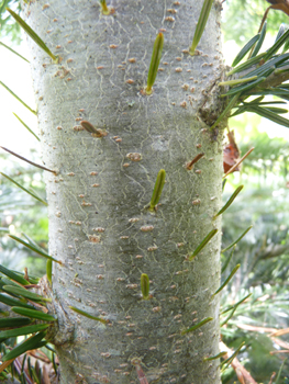 Écorce grise voire brune,  lisse et dotée de pustules quand le sapin est jeune mais devenant crevassée en prenant de l'âge. Agrandir dans une nouvelle fenêtre (ou onglet)