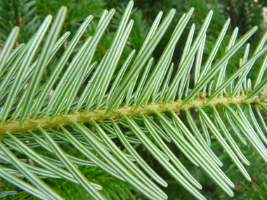 Face inférieure des feuilles dotée de 2 bandes blanches. Agrandir dans une nouvelle fenêtre (ou onglet)