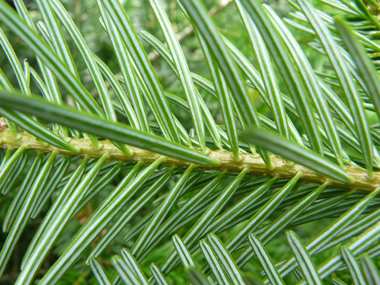 Face inférieure des feuilles dotée de 2 bandes blanches. Agrandir dans une nouvelle fenêtre (ou onglet)