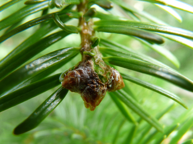 Bourgeons non résineux. Agrandir dans une nouvelle fenêtre (ou onglet)