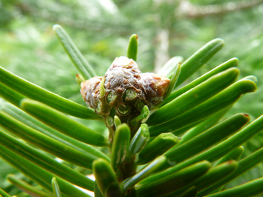 Bourgeons non résineux. Agrandir dans une nouvelle fenêtre (ou onglet)