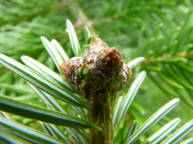 Bourgeons non résineux. Agrandir dans une nouvelle fenêtre (ou onglet)