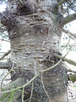 Écorce grise voire brune,  lisse et dotée de pustules quand le sapin est jeune mais devenant crevassée en prenant de l'âge. Agrandir dans une nouvelle fenêtre (ou onglet)