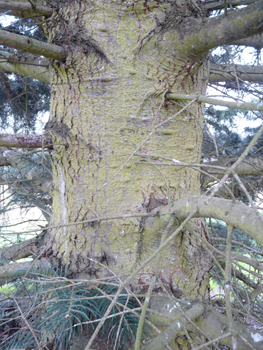 Écorce grise voire brune,  lisse et dotée de pustules quand le sapin est jeune mais devenant crevassée en prenant de l'âge. Agrandir dans une nouvelle fenêtre (ou onglet)