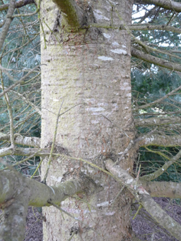 Écorce grise voire brune,  lisse et dotée de pustules quand le sapin est jeune mais devenant crevassée en prenant de l'âge. Agrandir dans une nouvelle fenêtre (ou onglet)