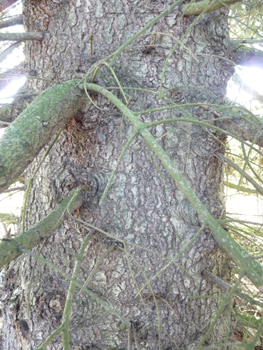 Écorce grise voire brune,  lisse et dotée de pustules quand le sapin est jeune mais devenant crevassée en prenant de l'âge. Agrandir dans une nouvelle fenêtre (ou onglet)