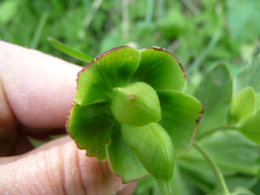 Fleurs dépourvues de pétales mais constituées de sépales verts parfois bordés de pourpre. Agrandir dans une nouvelle fenêtre (ou onglet)