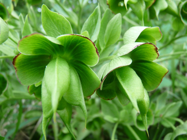 Fleurs dépourvues de pétales mais constituées de sépales verts parfois bordés de pourpre. Agrandir dans une nouvelle fenêtre (ou onglet)