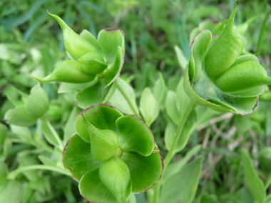 Fleurs dépourvues de pétales mais constituées de sépales verts parfois bordés de pourpre. Agrandir dans une nouvelle fenêtre (ou onglet)