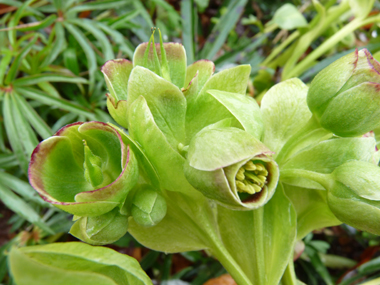 Fleurs dépourvues de pétales mais constituées de sépales verts parfois bordés de pourpre. Agrandir dans une nouvelle fenêtre (ou onglet)