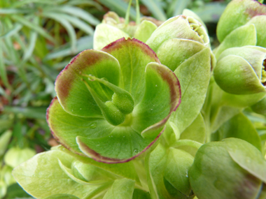 Fleurs dépourvues de pétales mais constituées de sépales verts parfois bordés de pourpre. Agrandir dans une nouvelle fenêtre (ou onglet)