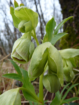 Fleurs dépourvues de pétales mais constituées de sépales verts parfois bordés de pourpre. Agrandir dans une nouvelle fenêtre (ou onglet)