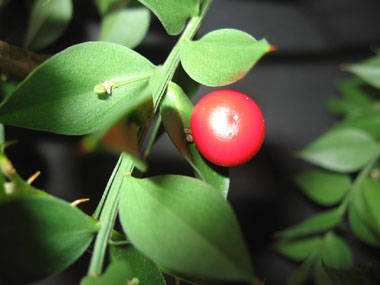 Fruits en forme de baies sphériques rouges. Agrandir dans une nouvelle fenêtre (ou onglet)