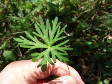 Feuilles à 6 ou 7 lobes très découpés. Agrandir dans une nouvelle fenêtre (ou onglet)