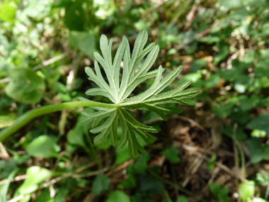 Face inférieure de la feuille. Agrandir dans une nouvelle fenêtre (ou onglet)