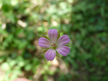 Grandes fleurs rouge carmin ou purpurines, chaque pédoncule portant une seule fleur. Agrandir dans une nouvelle fenêtre (ou onglet)