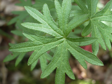 Feuilles à 6 ou 7 lobes très découpés. Agrandir dans une nouvelle fenêtre (ou onglet)