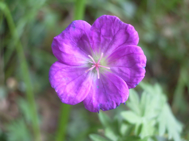 Grandes fleurs rouge carmin ou purpurines, chaque pédoncule portant une seule fleur. Agrandir dans une nouvelle fenêtre (ou onglet)