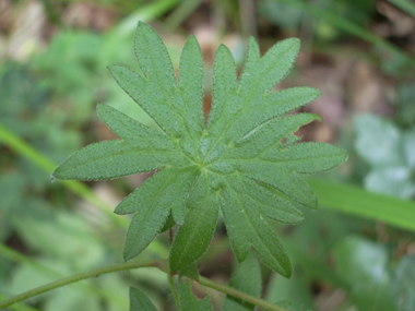 Feuilles à 6 ou 7 lobes très découpés. Agrandir dans une nouvelle fenêtre (ou onglet)