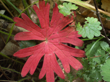 Feuilles à 6 ou 7 lobes très découpés. Agrandir dans une nouvelle fenêtre (ou onglet)