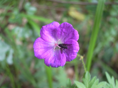 Grandes fleurs rouge carmin ou purpurines, chaque pédoncule portant une seule fleur. Agrandir dans une nouvelle fenêtre (ou onglet)