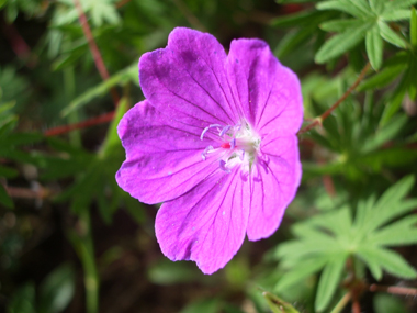 Grandes fleurs rouge carmin ou purpurines, chaque pédoncule portant une seule fleur. Agrandir dans une nouvelle fenêtre (ou onglet)