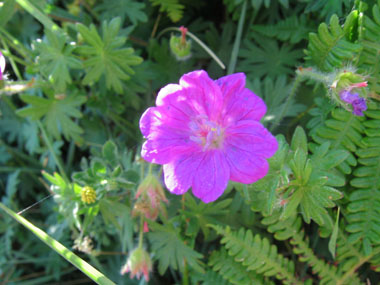 Grandes fleurs rouge carmin ou purpurines, chaque pédoncule portant une seule fleur. Agrandir dans une nouvelle fenêtre (ou onglet)