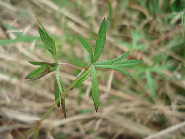 Feuilles à 6 ou 7 lobes très découpés. Agrandir dans une nouvelle fenêtre (ou onglet)