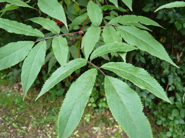 Feuilles opposées comportant 3 à 7 folioles lancéolées. Agrandir dans une nouvelle fenêtre (ou onglet)