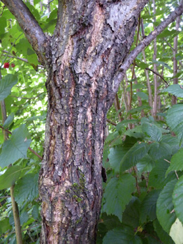 Tronc à l'écorce grise plutôt lisse et tachée de lenticelles quand le sujet est jeune puis se crevassant avec l'âge. Agrandir dans une nouvelle fenêtre (ou onglet)